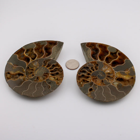 Ammonite Pair