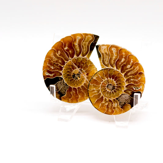 Ammonite Pairs