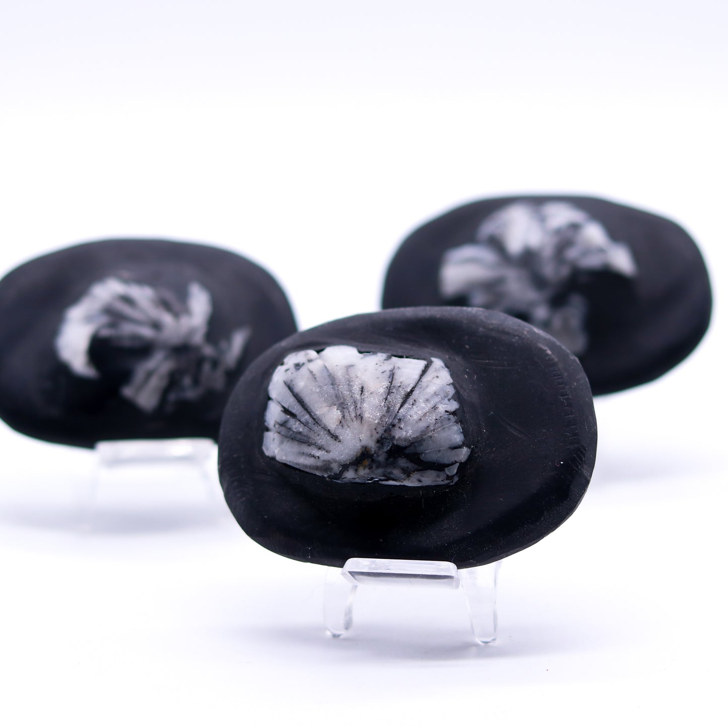 Chrysanthemum Stone Palm Stone