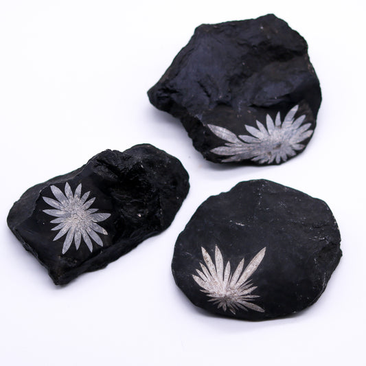 Chrysanthemum Stone Raw