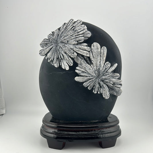 Chrysanthemum Stone Display