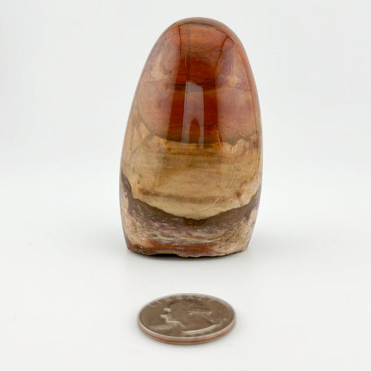 Petrified Wood Free Form