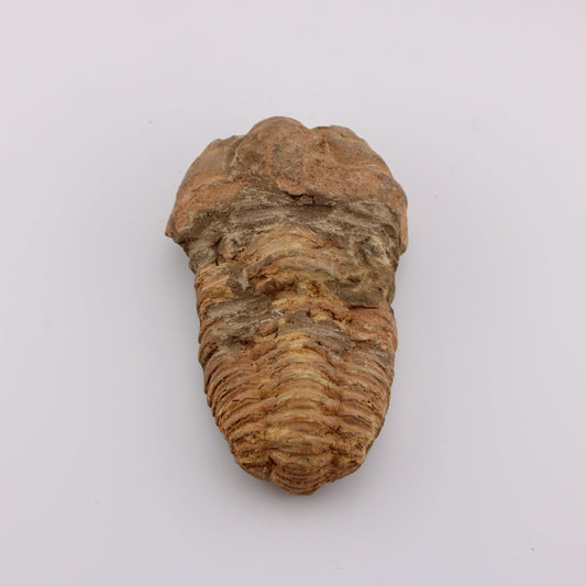 Trilobite Raw