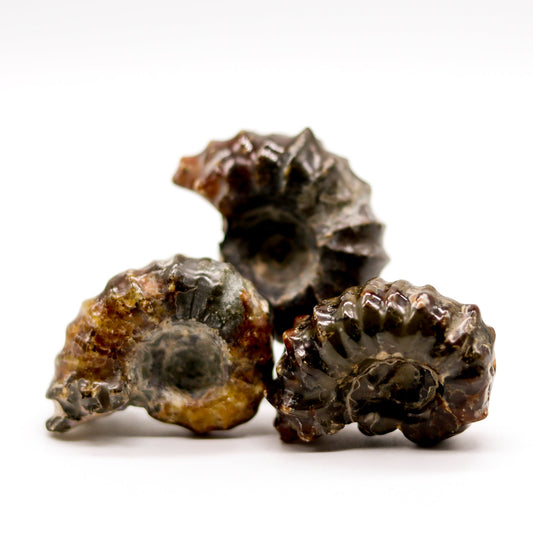 Ammonite Raw